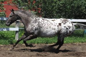 Jockey Josh Scott remembers Calypso
