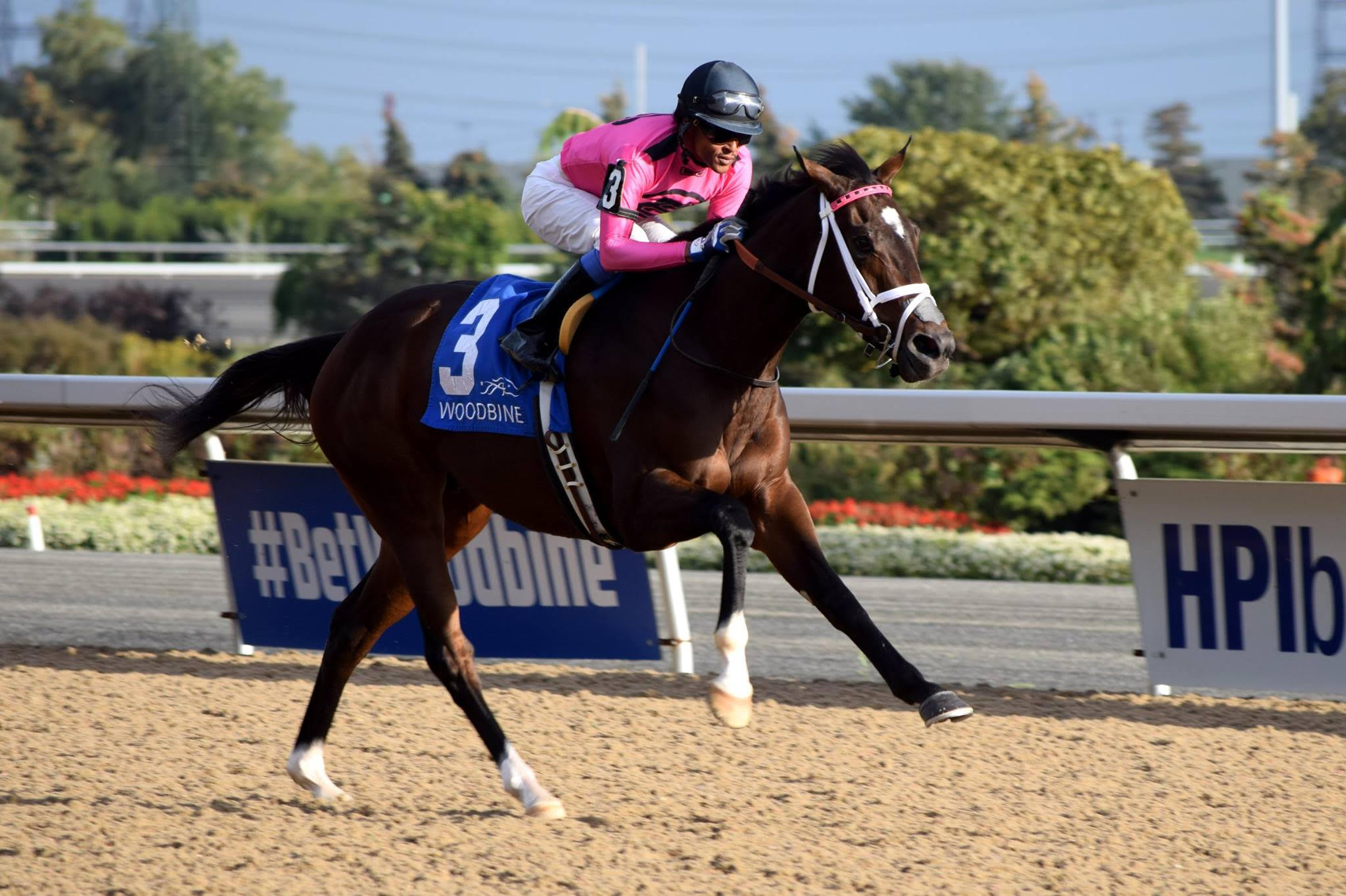 The Horse Racing Photos 12 Days of Christmas: The 12th Day 