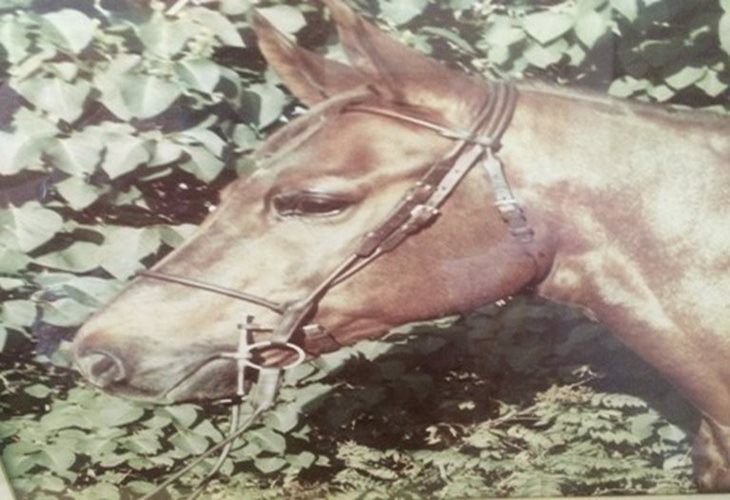 Friday's For the Love of Racing - The horse that changed my life