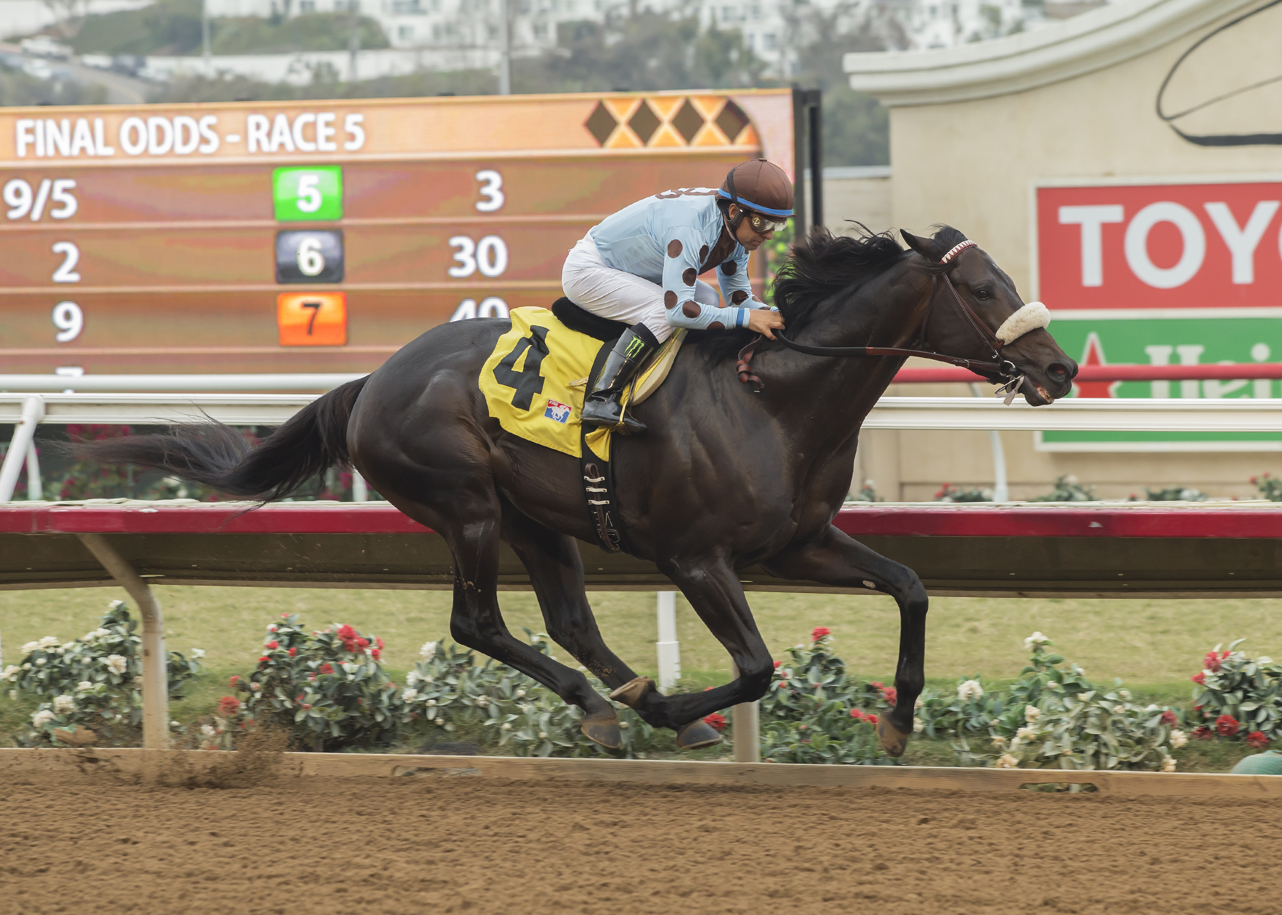 Ontario Stallion Spotlight: Prime Attraction