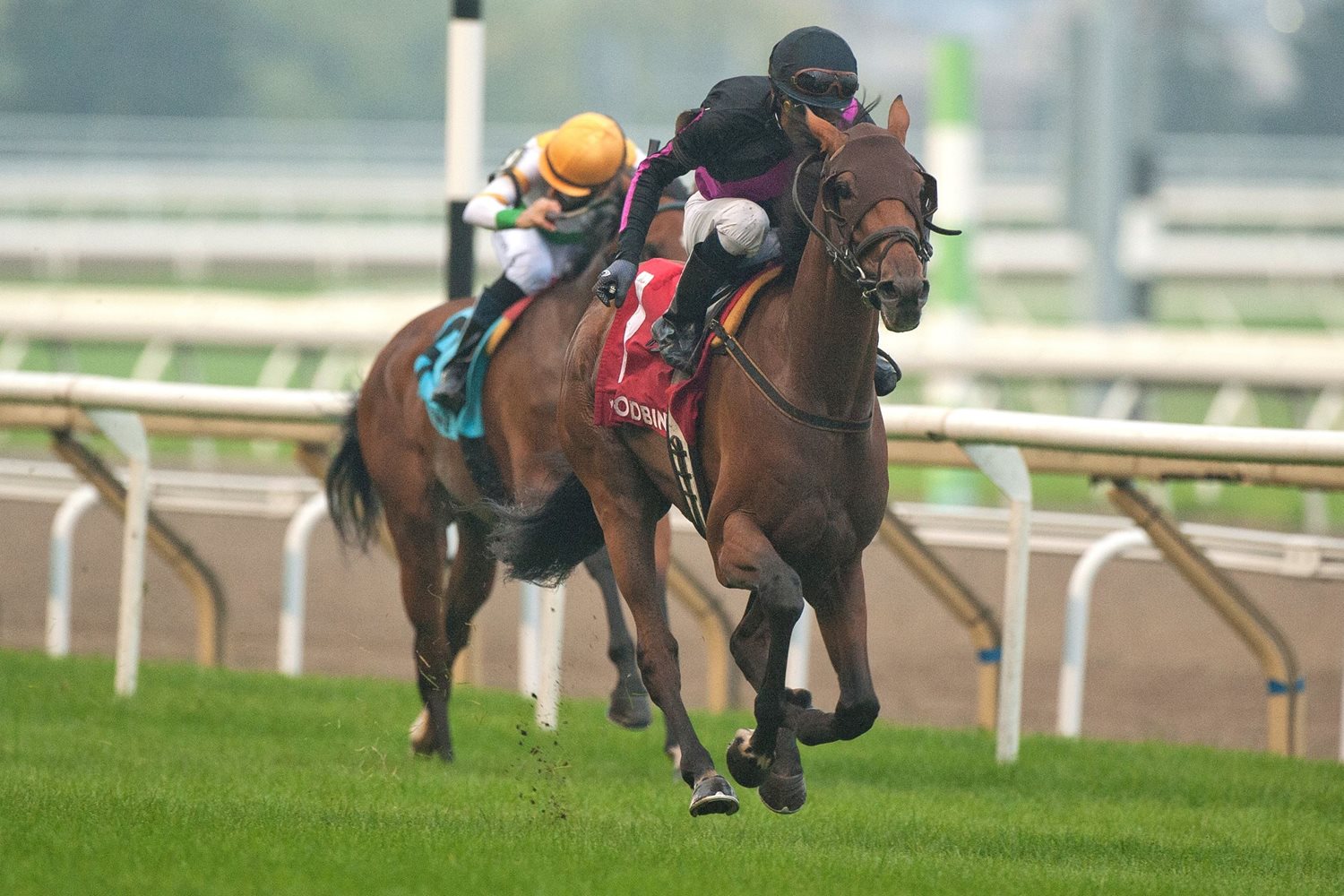 Incentive programs offer tangible benefits to Ontario breeders