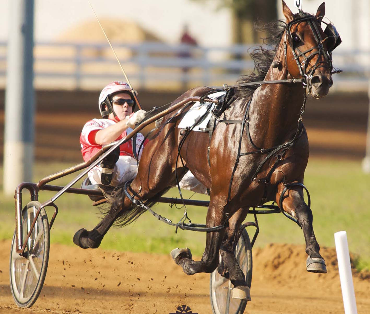 Somebeachsomewhere: The Harness Racing Legend from a One-Horse Stable: A live, virtual book launch