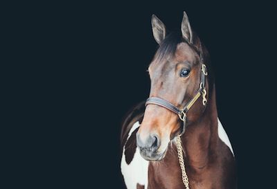 Kawartha Downs Racing Season Starts Saturday