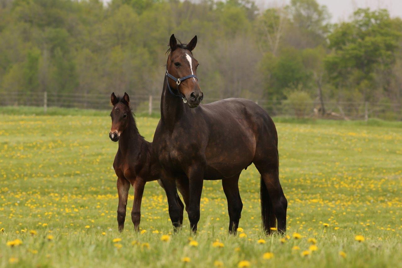 Breeders hoping to benefit as Grand Circuit action heats up