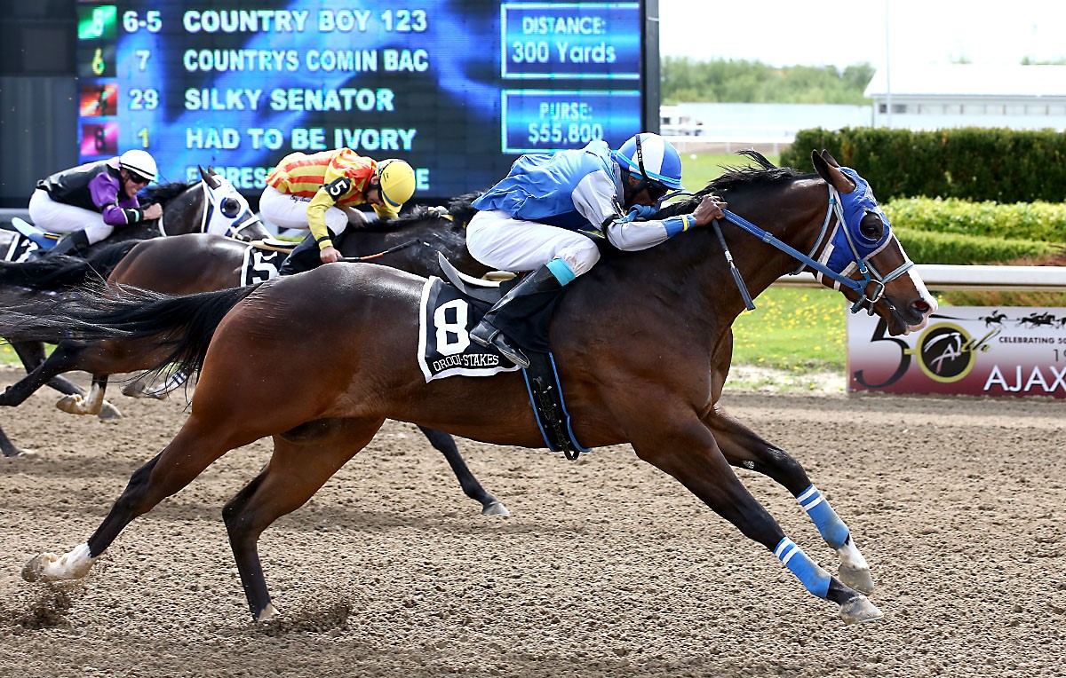 Had to Be Ivory knocks off Champion Country Boy 123 in Picov Maturity