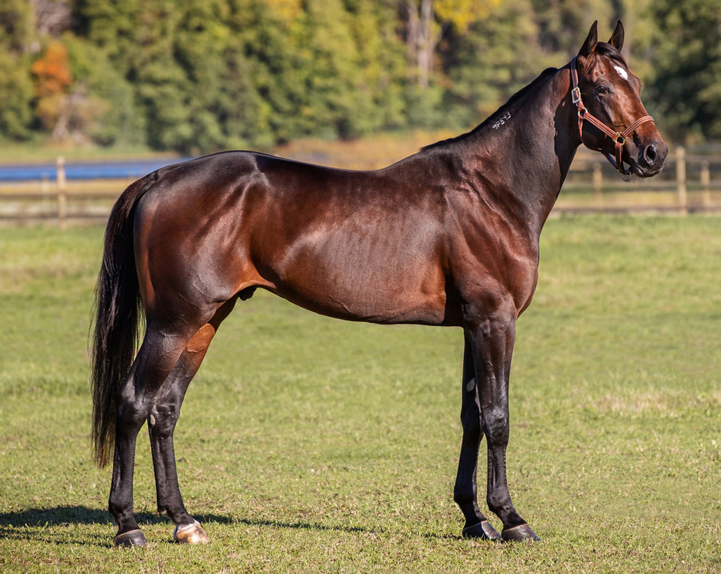 Ontario Sires Stakes Stallion Spotlight: Green Manalishi