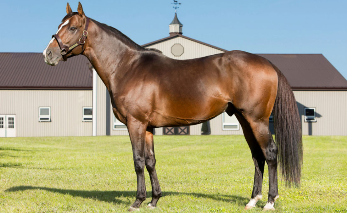 Ontario Stallion Spotlights: Meet The Province's Standout Stars