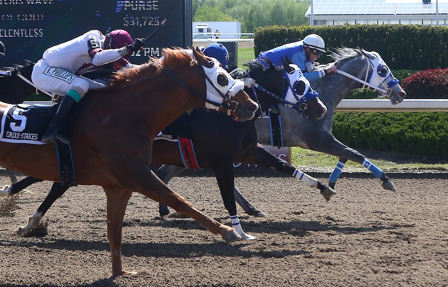 Stakes Filled Card Runs at Ajax Downs