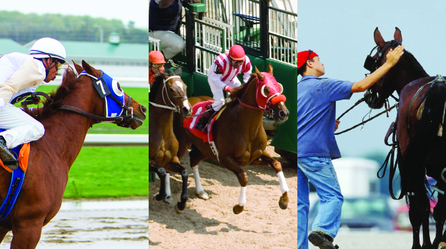 Equine Guelph Announces Poll and Free Online Courses for Racing Industry