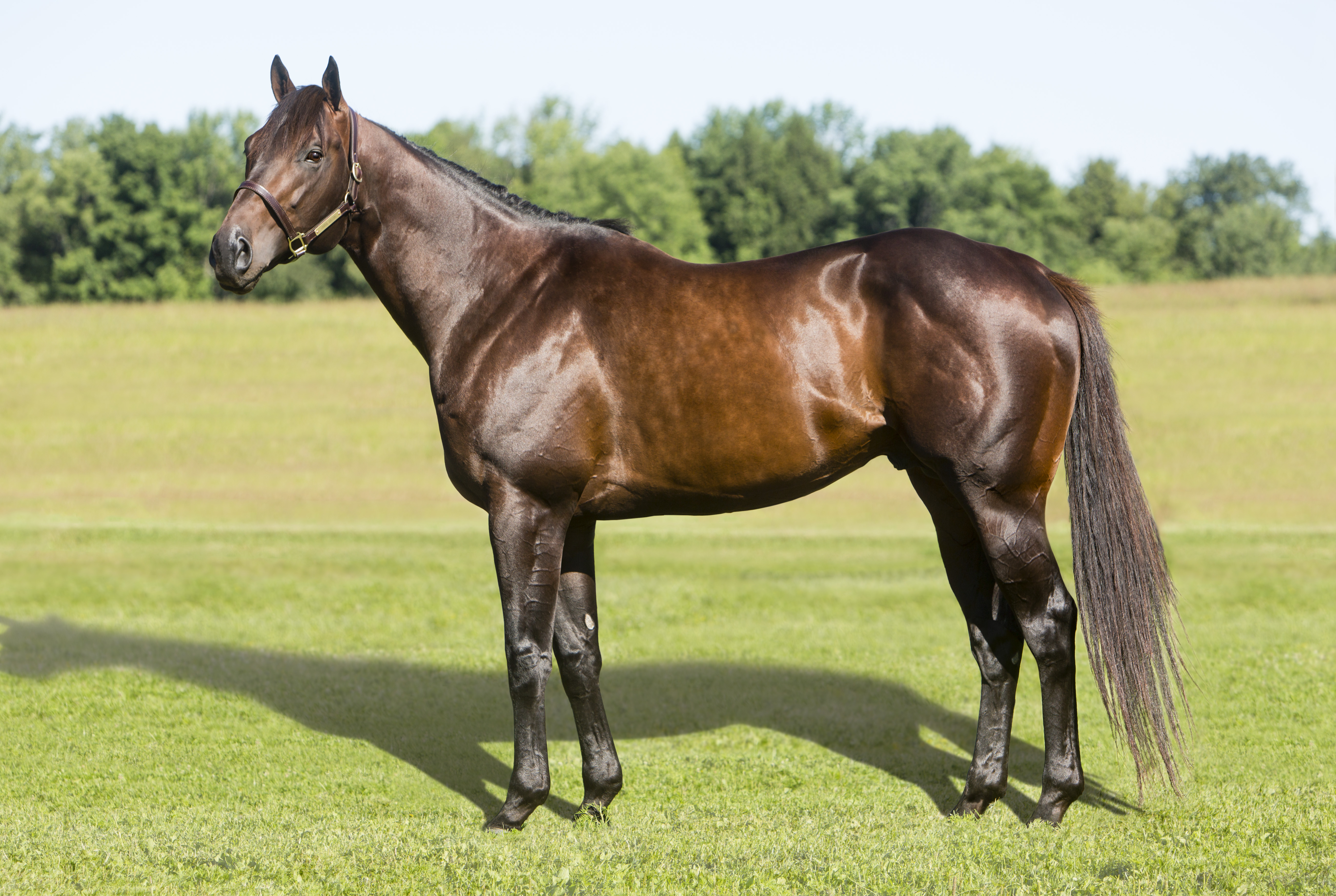 Ontario Racing Stallion Spotlight: Souper Speedy