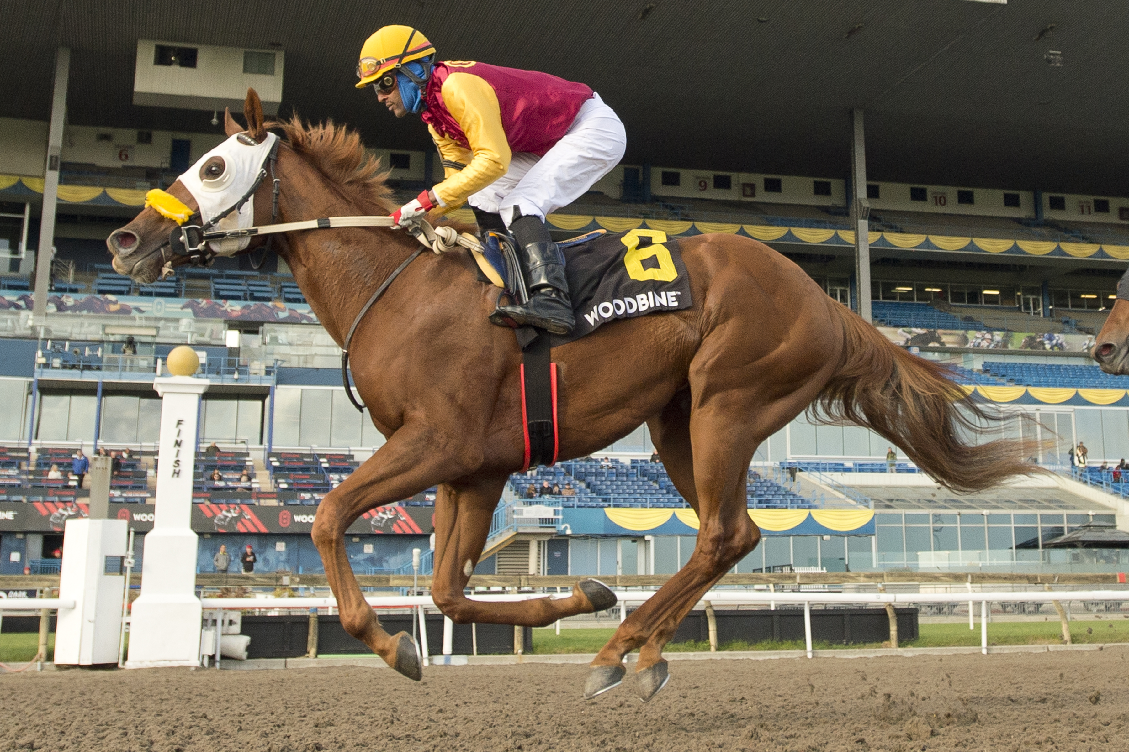 Poulin in O T and jockey Patrick Husbands winning the Frost King Stakes on October 15, 2022 (Michael Burns Photo).