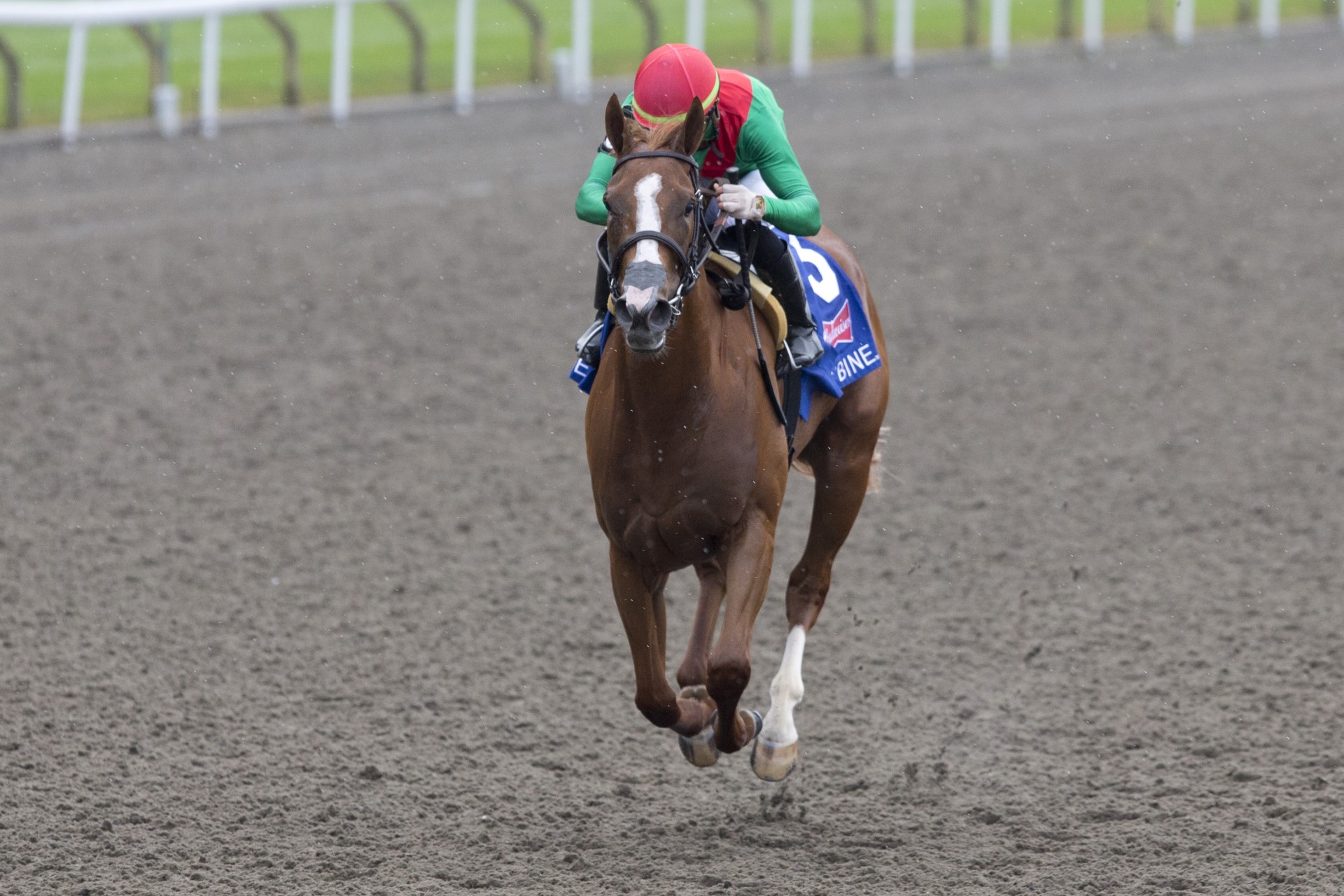 Elysian Field and Sahin Civaci winning the Woodbine Oaks Presented by Budweiser. (Michael Burns Photo)