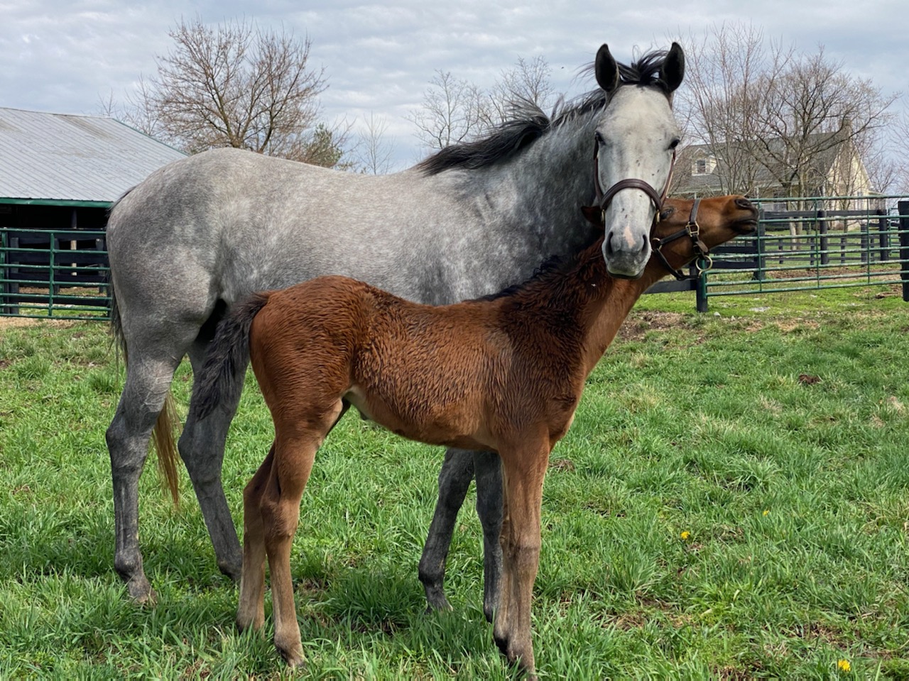 Ontario Programs Provide New Breeder with Dream Start to Thoroughbred Career