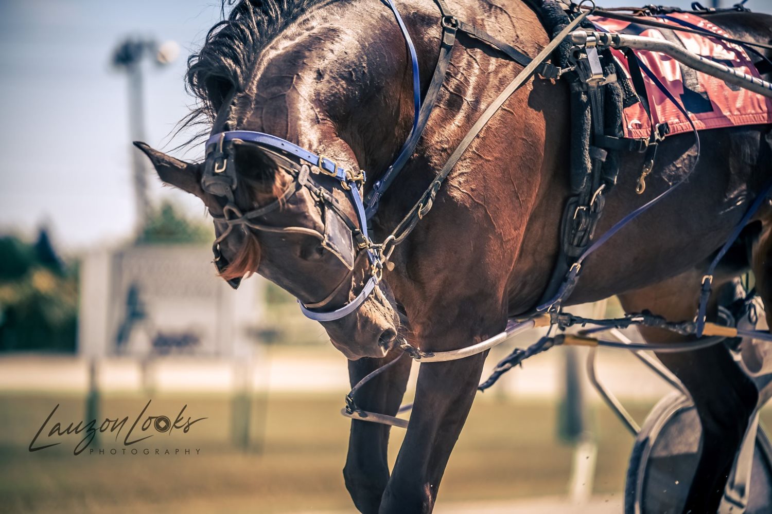 Garnet Barnsdale’s Leamington Raceway Selections: Sunday, October 10, 2021