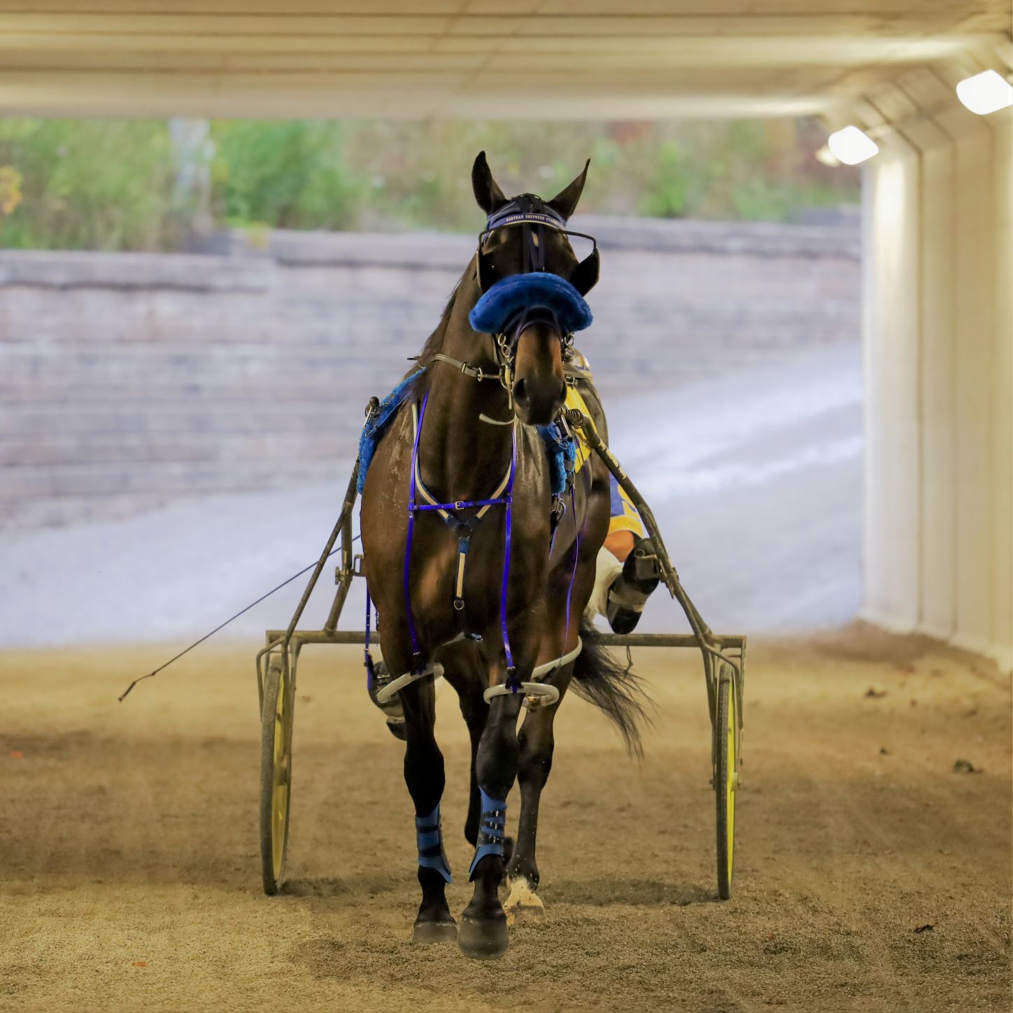 Garnet Barnsdale’s The Raceway at the Western Fair District Selections: Tuesday, November 2, 2021