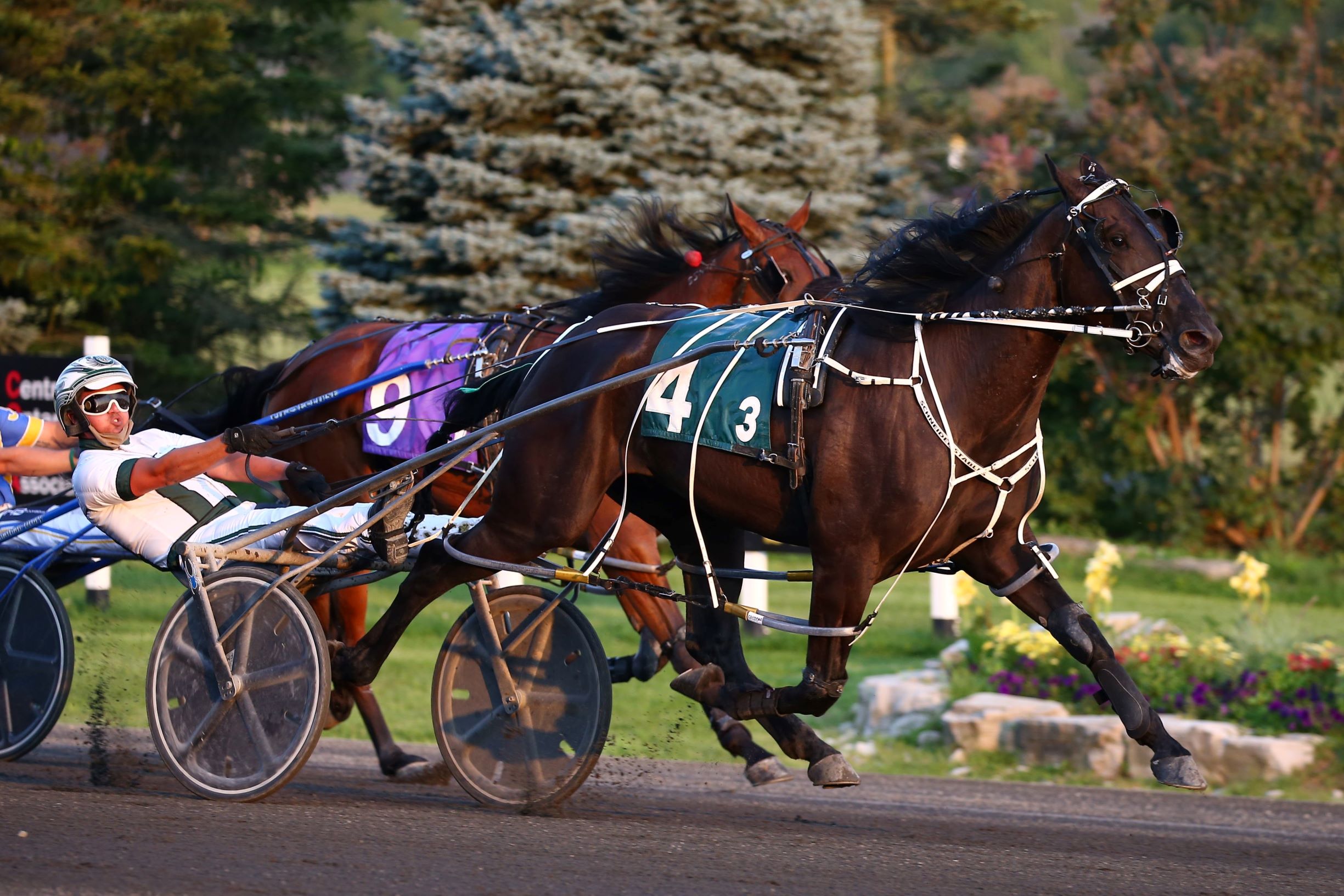 Locally-owned colt hoping for successful homecoming Monday