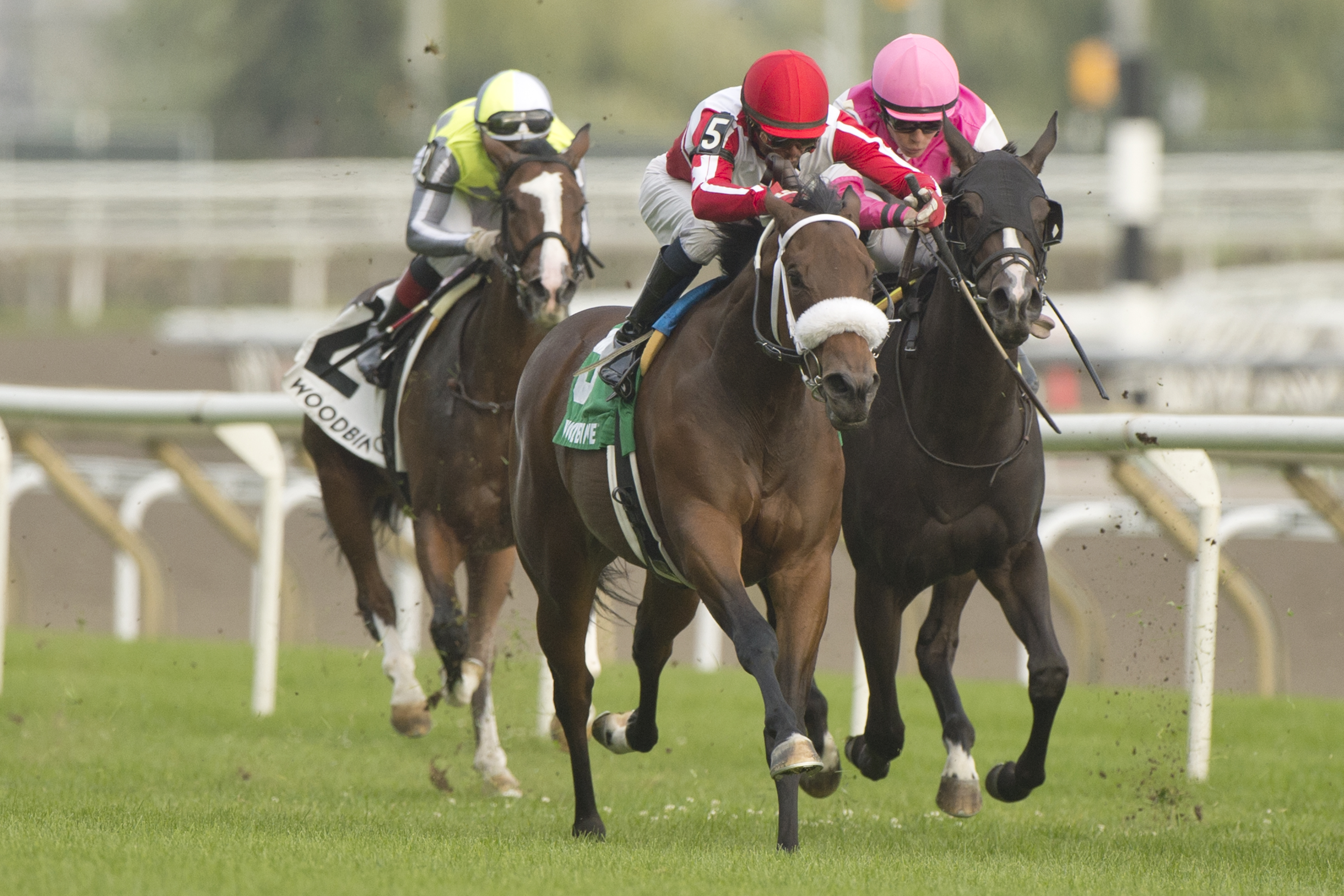 War Painter and jockey Patrick Husbands winning the Victorian Queen Stakes on September 24, 2023 at Woodbine (Michael Burns Photo)..