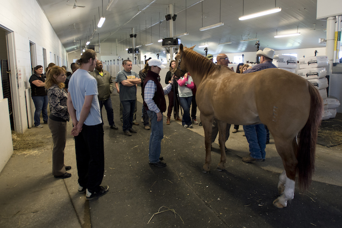 Second Season of Horsemanship Training Program set to begin at Woodbine Racetrack