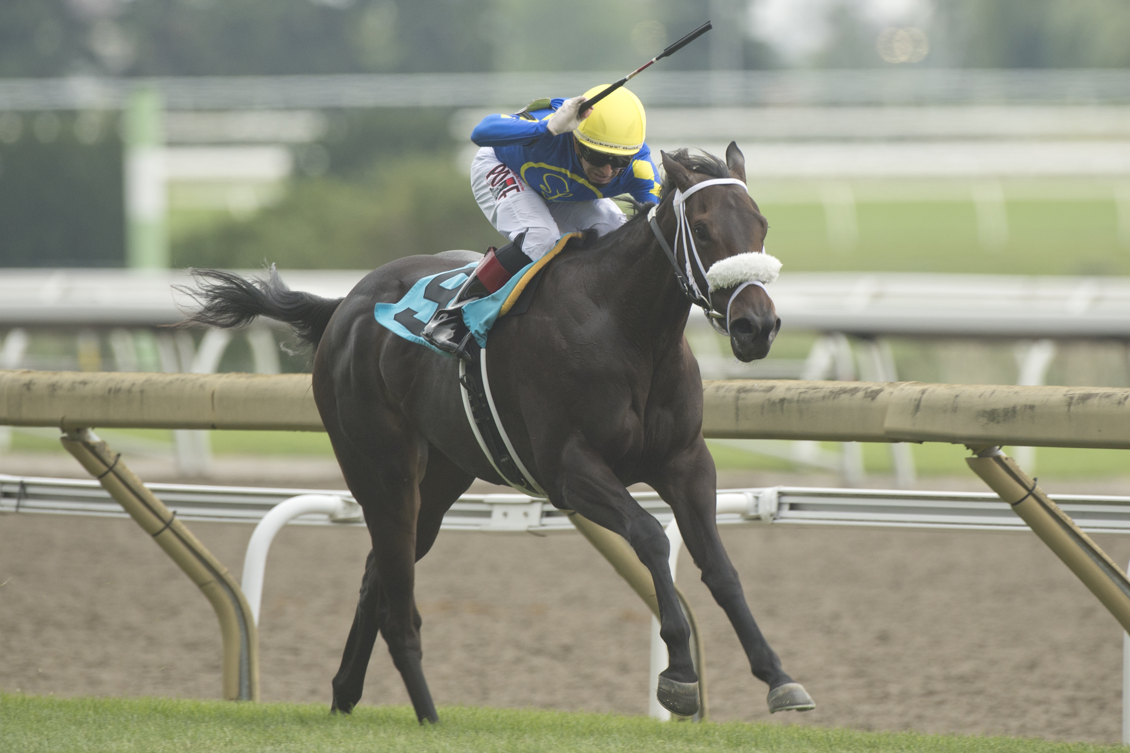 Handicapping Woodbine's G1 Turf Champions and $250,000 Pick 5