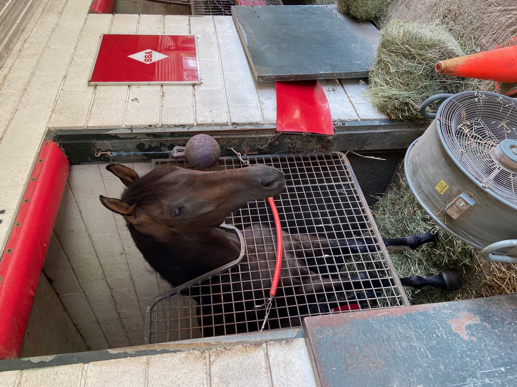 Brave Dancer in the Woodbine backstrech.