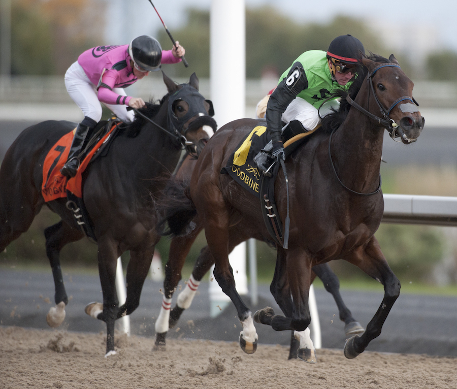 Moonlit Promise a stylish Ontario Fashion champ