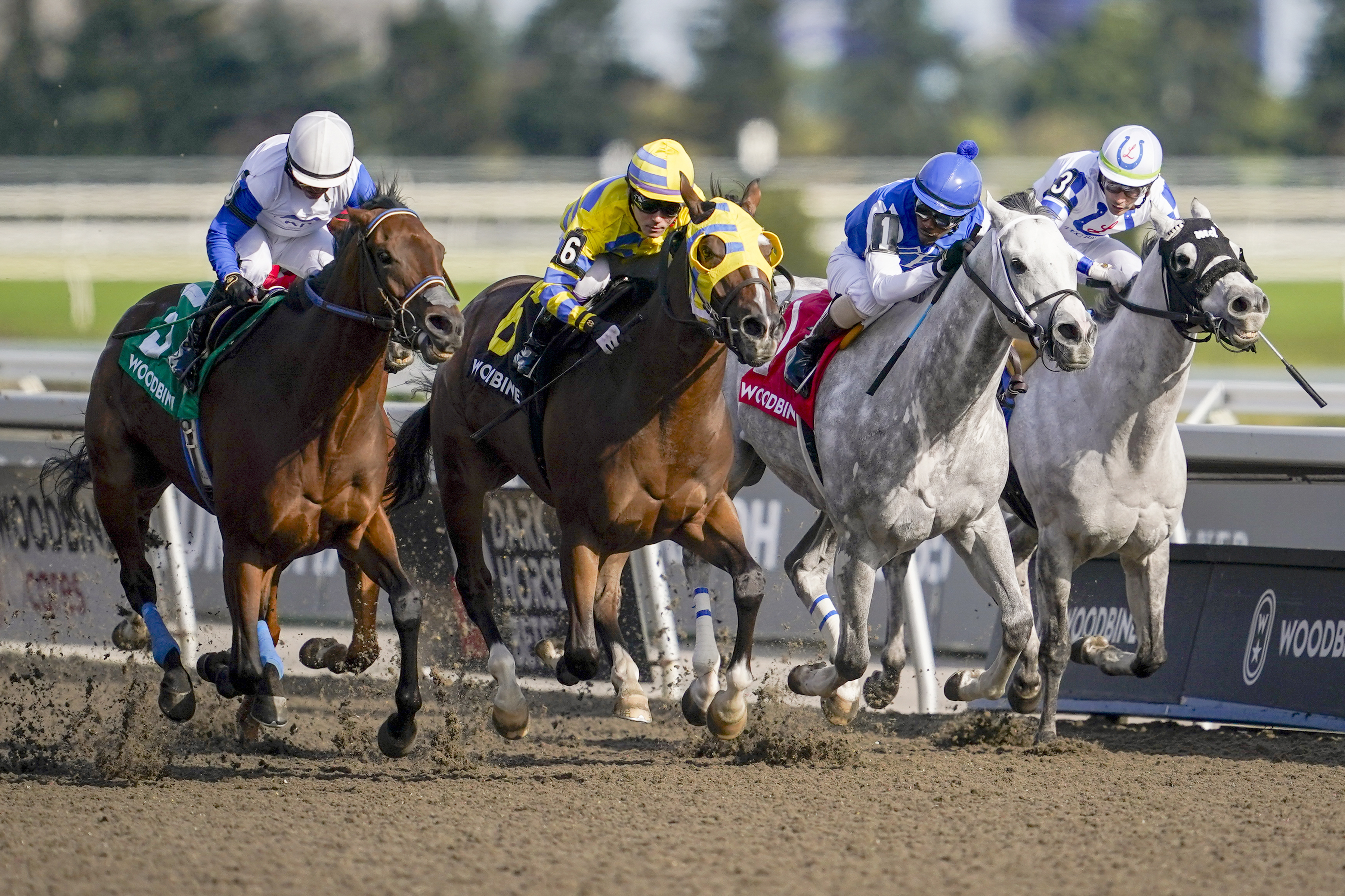 Patches O’Houlihan (#6) and jockey Daisuke Fukumoto winning the Virgil Stakes on September 16, 2023 (Michael Burns Photo).