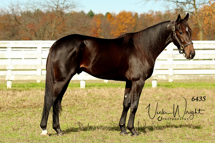 Ontario Sires Stakes Stallion Spotlight: Jimmy Freight
