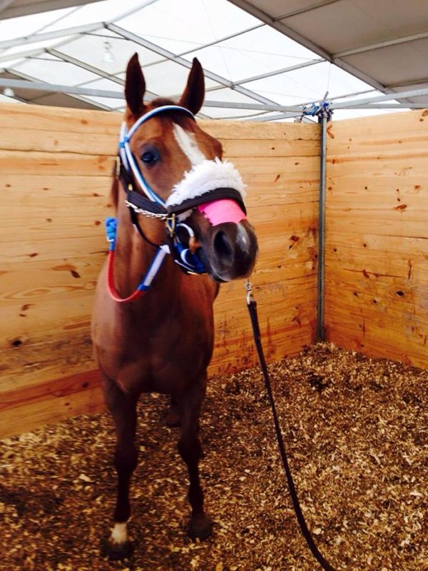 Ontario-owned Bubbles Cartel Gal in $200,000 Sunshine State Derby