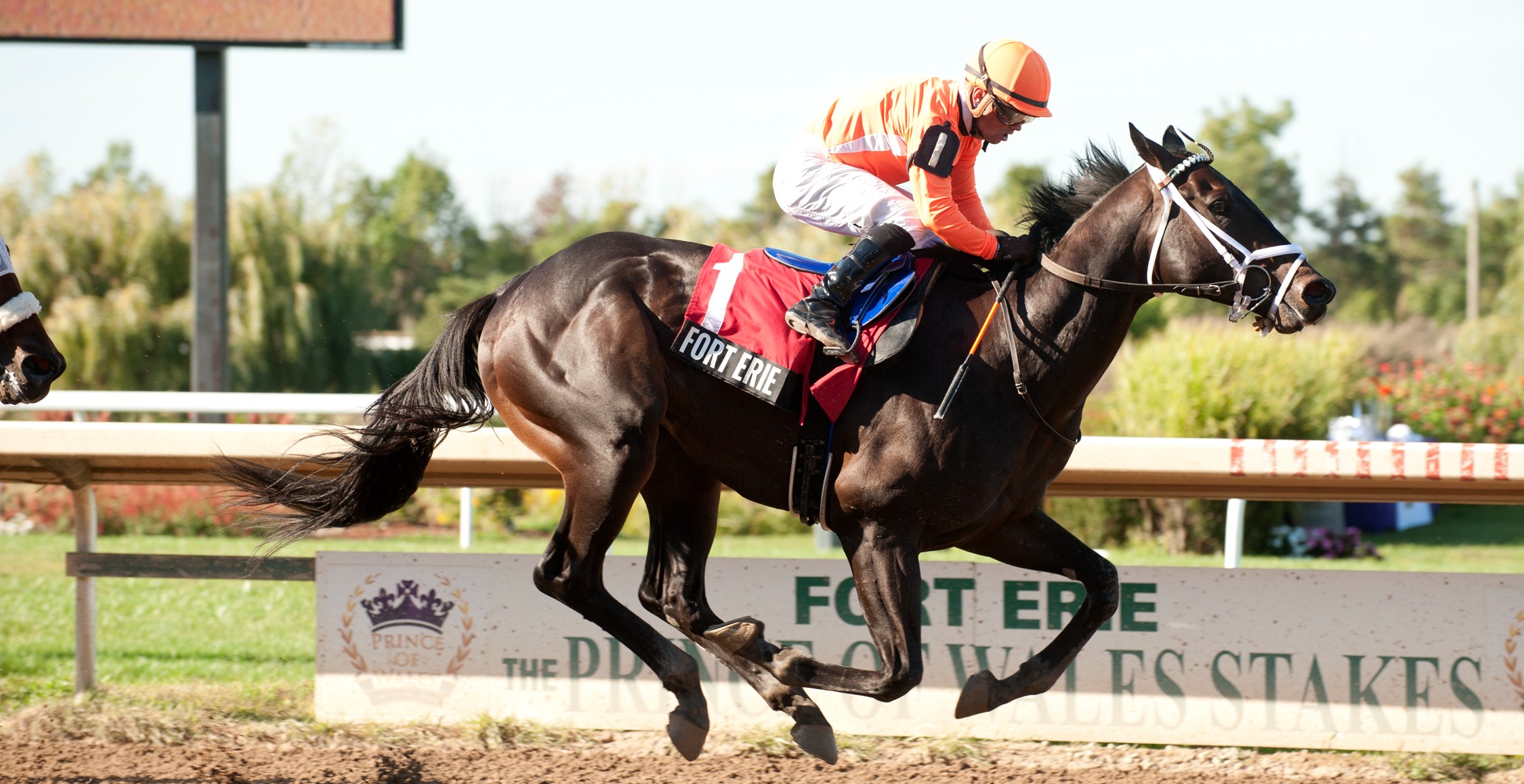 Junior Hot Shot winning the Lake Erie Stakes at Fort Erie Race Track on Sept. 10, 2024 (Michael Burns Photography)