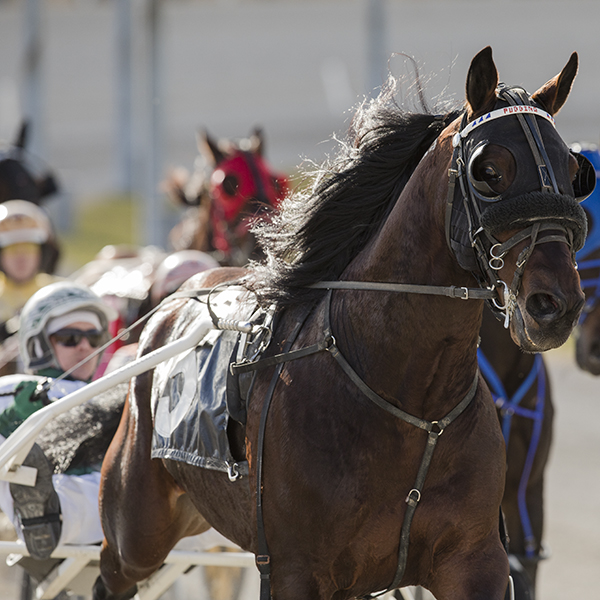 Standardbred