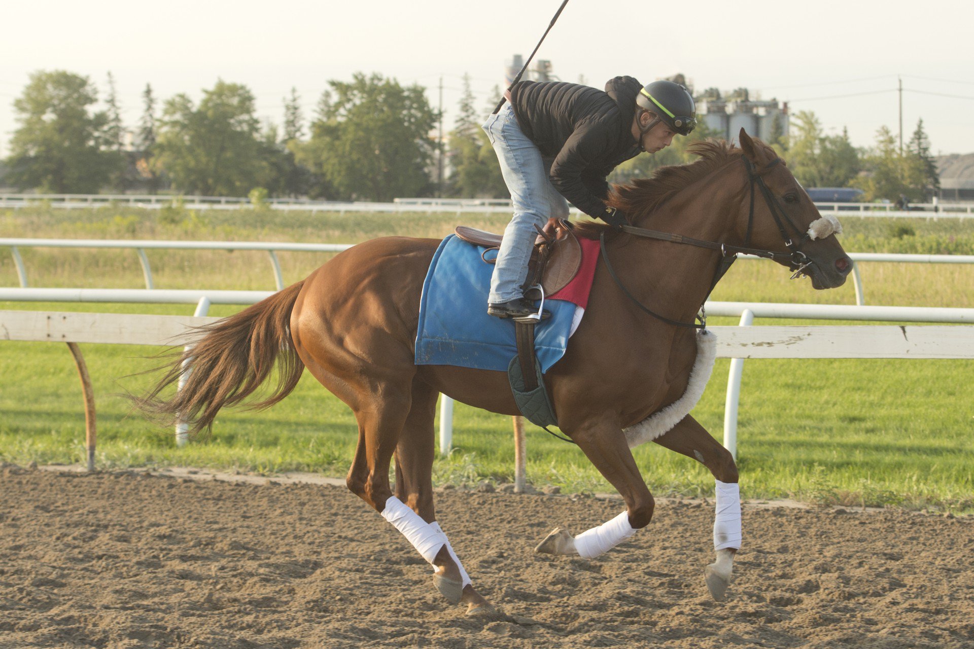 Roar of the Crowd in training. (Michael Burns Photo)