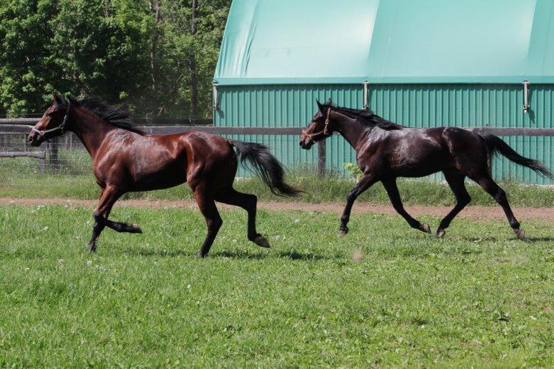 Part 4: Road to the Ontario Sires Stakes