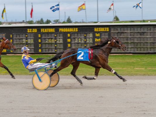 Trotting fillies take centre stage at Georgian Downs