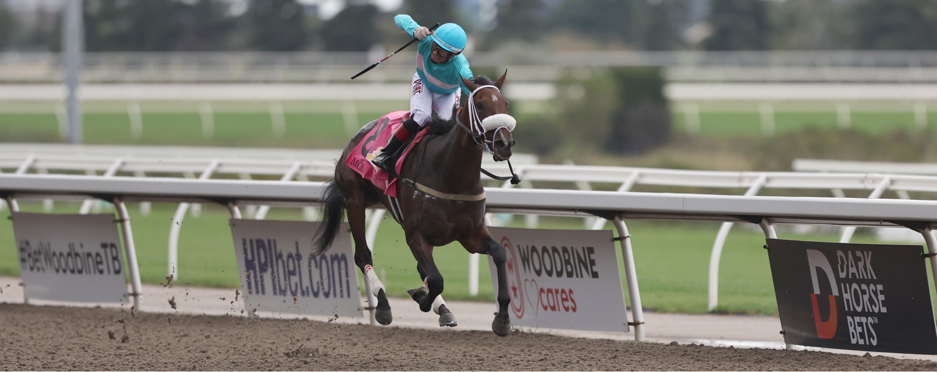 Ontario Bred superstar Moira captures GI Breeders' Cup Filly and Mare Turf