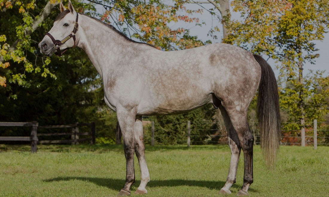 Ontario Stallion Spotlight: Conquest Curlinate