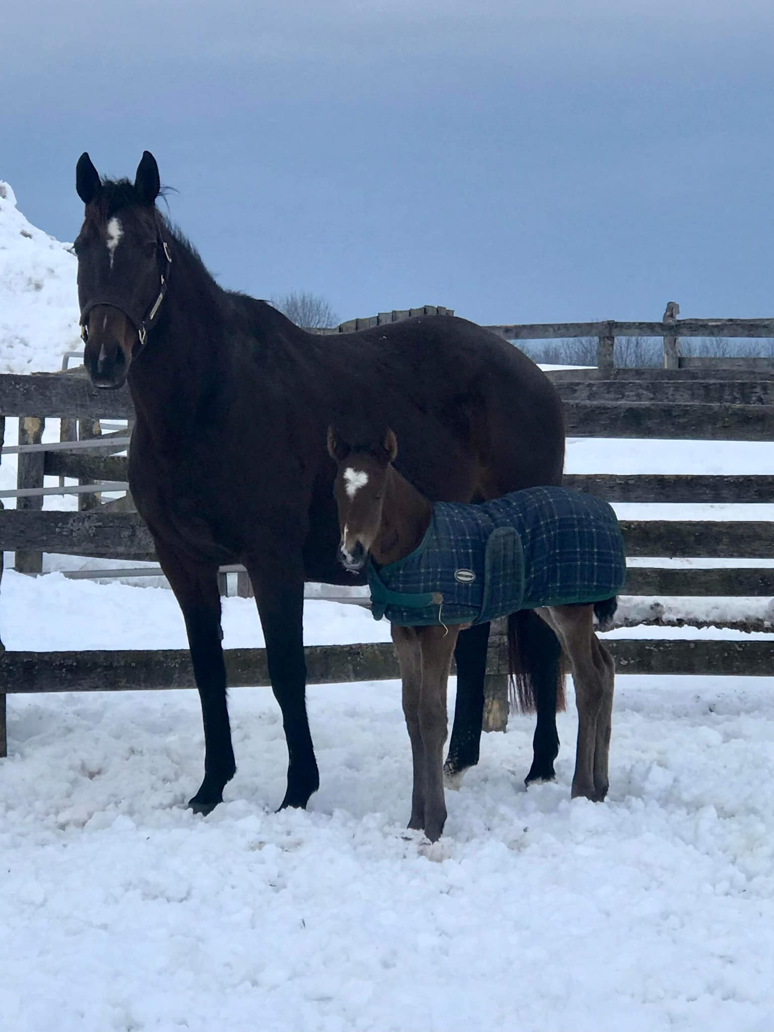 Mare Purchase Program Foal Demonstrates the Growing Quality of Ontario Breds