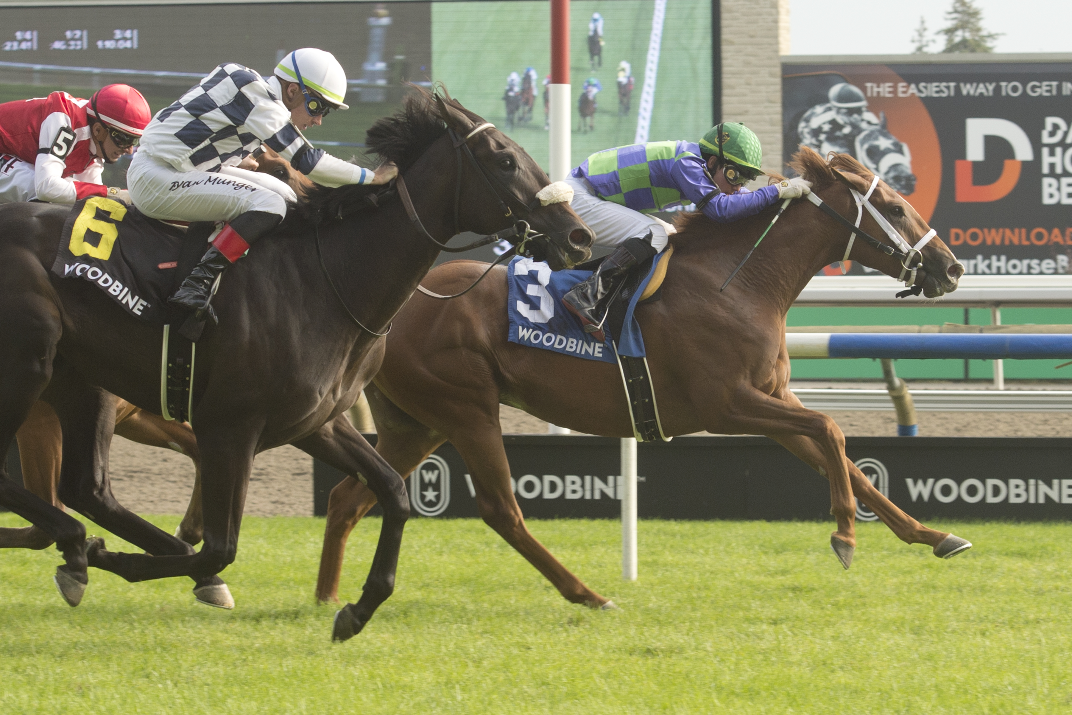 Zippy Gizmo and jockey Kazushi Kimura winning the Bull Page Stakes on September 24, 2023 at Woodbine (Michael Burns Photo).