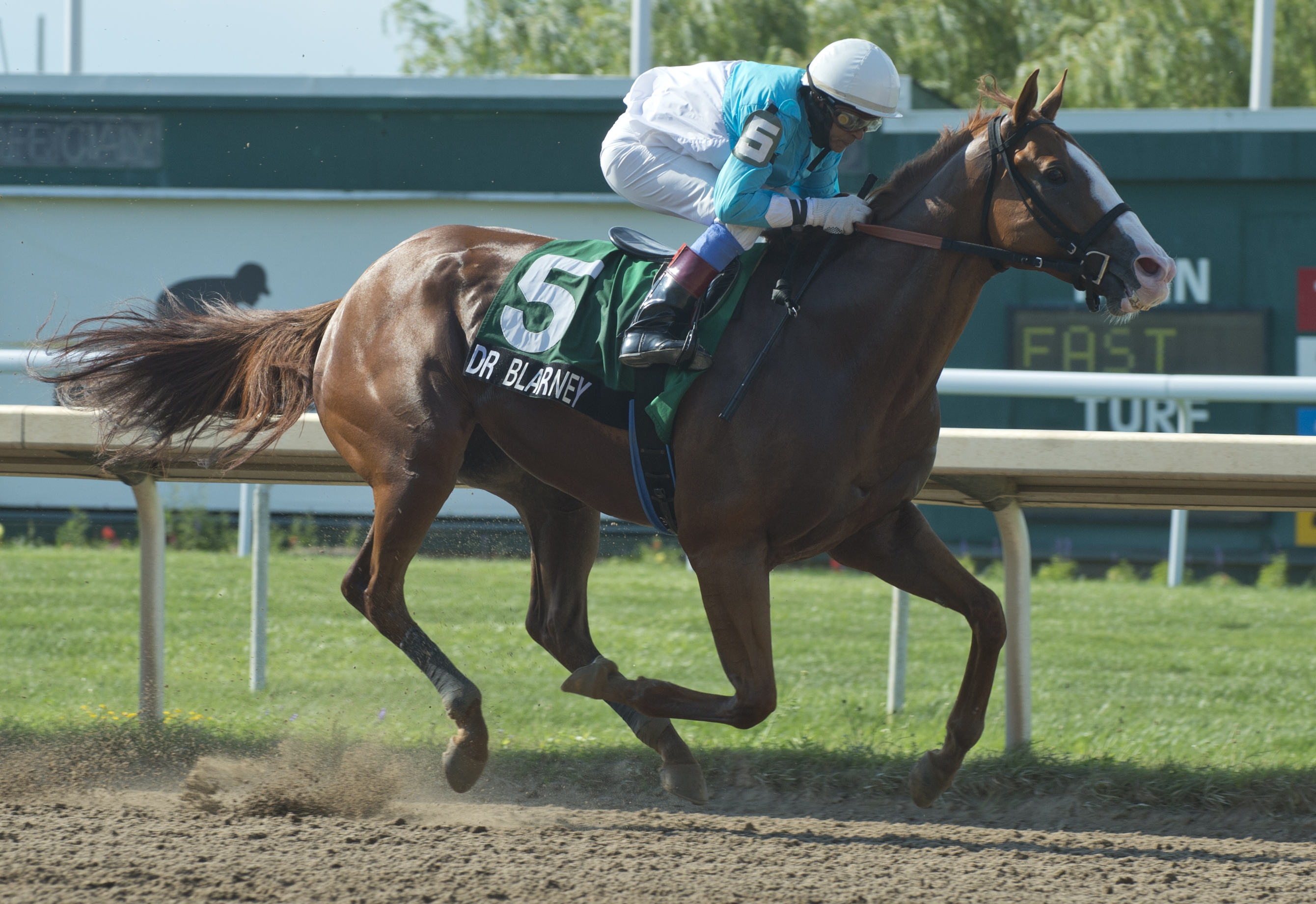 Dr Blarney does it again in the Rise Jim Stakes