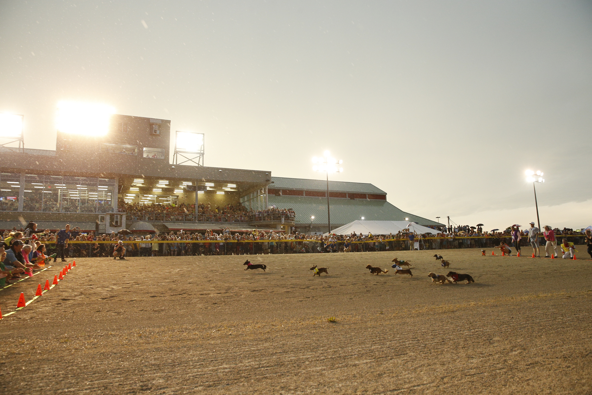 Ren's Pets Named Presenting Sponsor of Grand River Raceway Weiner Dog Race