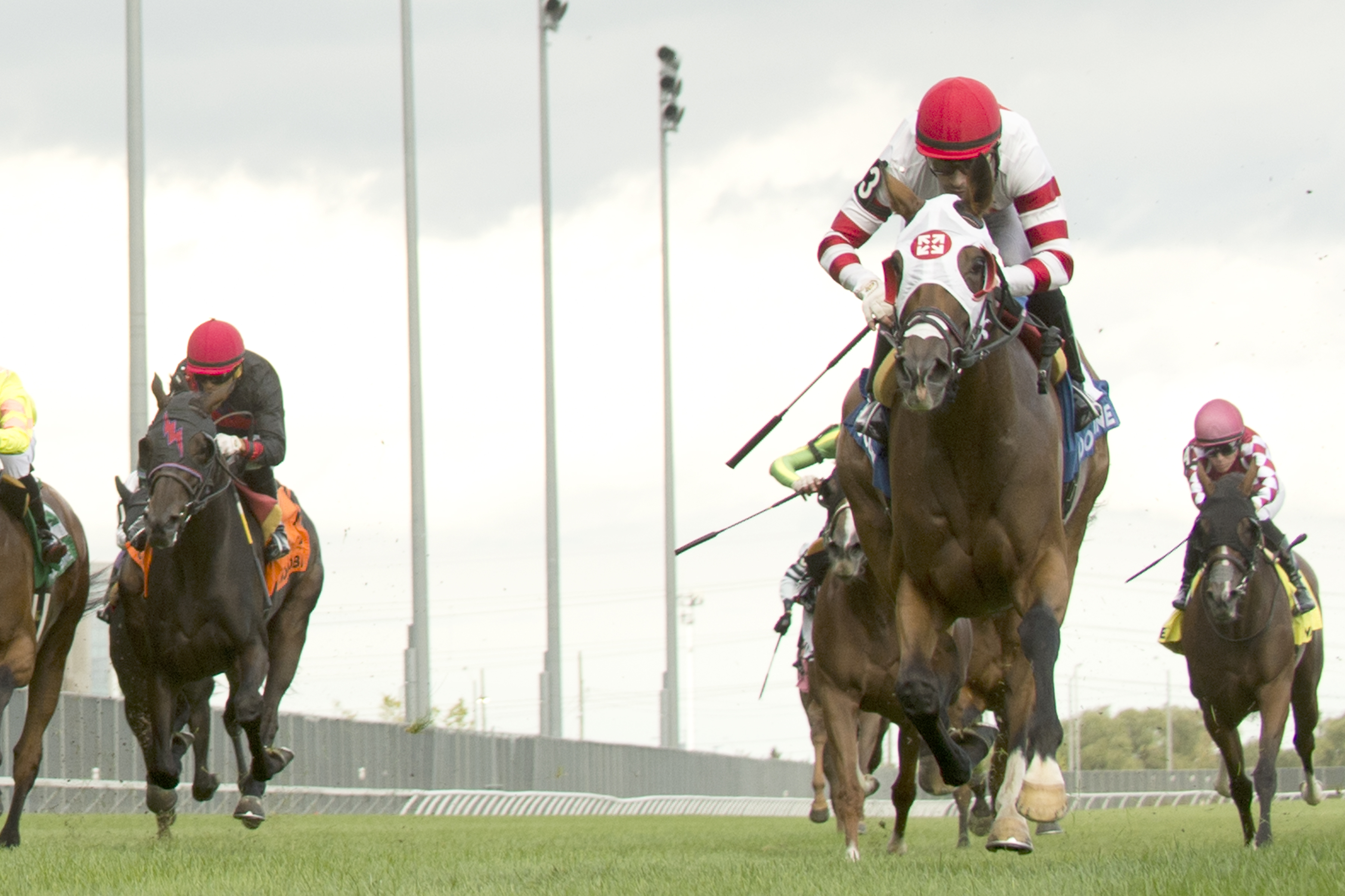 Tito's Calling and jockey Sahin Civaci winning the Wonder Where Stakes on September 10, 2023 at Woodbine (Michael Burns Photo)