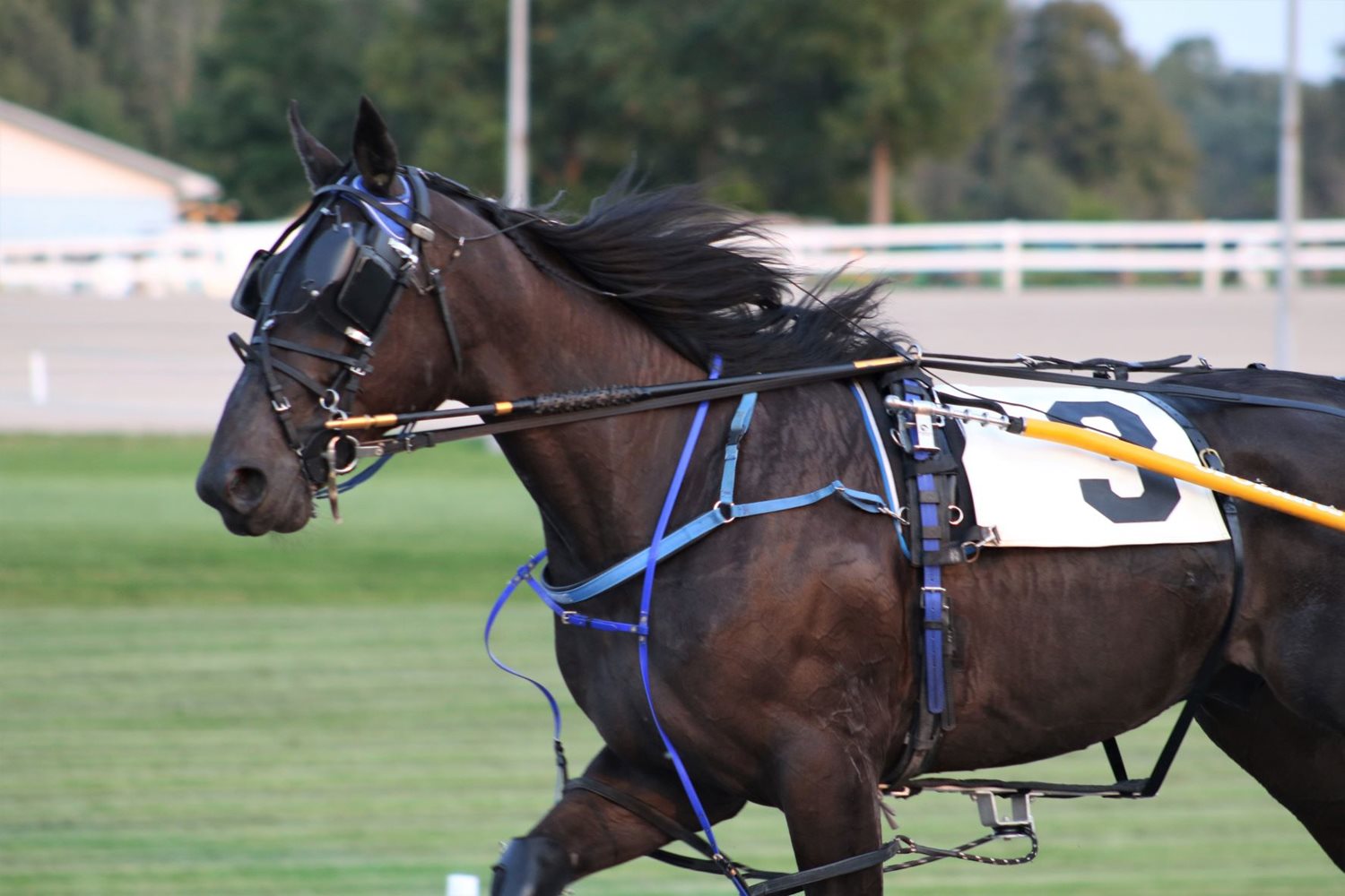 Garnet Barnsdale’s Flamboro Downs Selections: Sunday, October 10, 2021