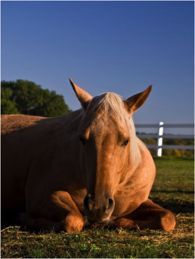 50 Free Online Courses For Standardbred Trainers & Grooms