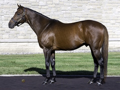 Ontario Racing Stallion Spotlight: American Guru