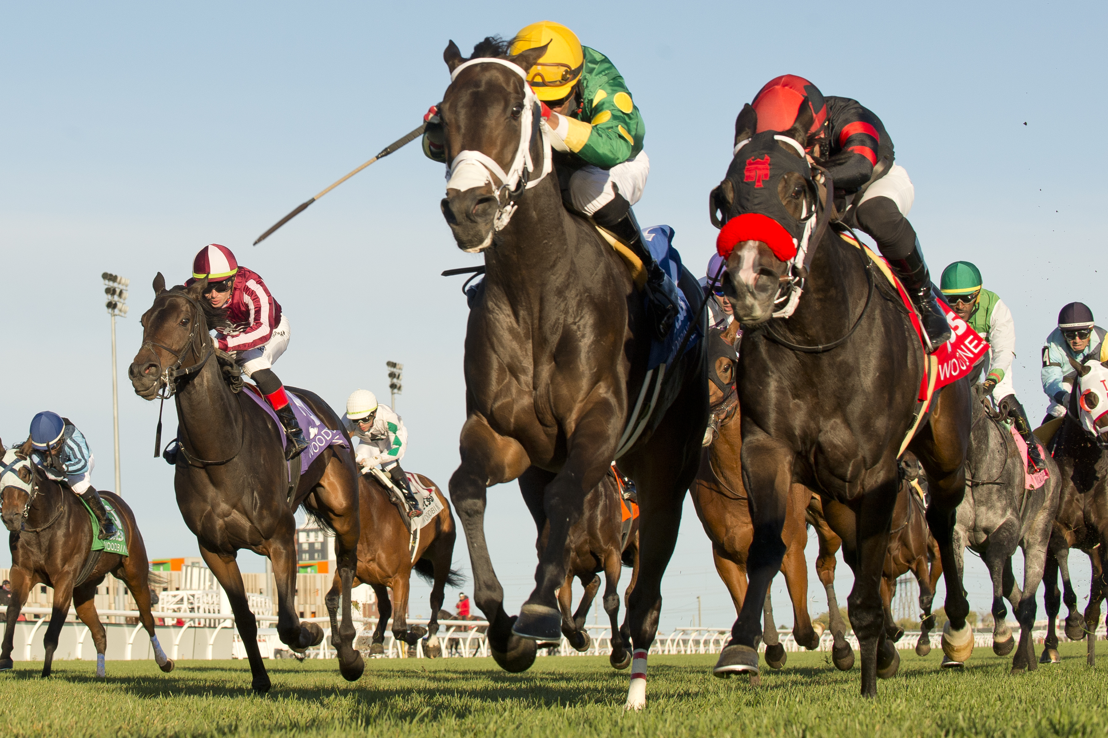 Fashionably Fab and jockey Patrick Husbands winning the Eternal Search Stakes on October 22, 2023 at Woodbine (Michael Burns Photo).